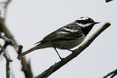 Black-throated Gray Warbler (male)