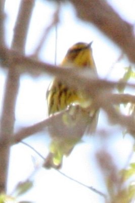 Cape May Warbler (alternate male)