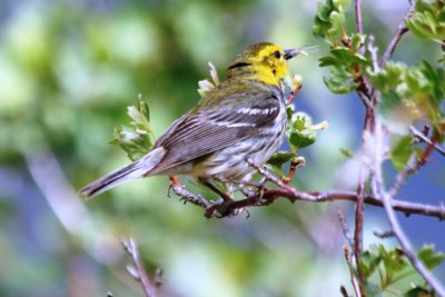Black-throated Green Warbler (adult female)