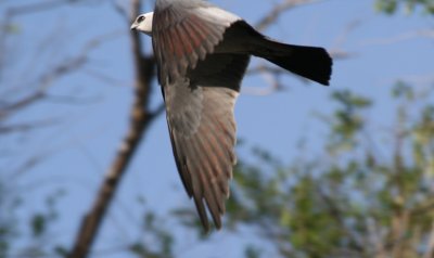Mississippi Kite (adult flying)