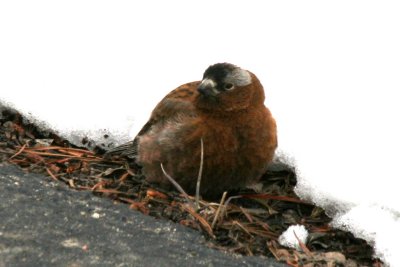 Gray-crowned Rosy-Finch (adult male)
