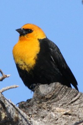 Yellow-headed Blackbird (adult male)