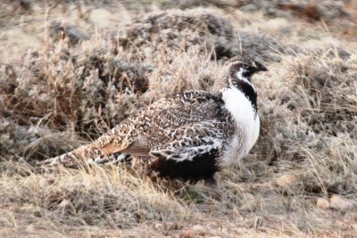 Greater Sage-Grouse (male)