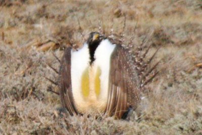 Greater Sage-Grouse (male displaying)