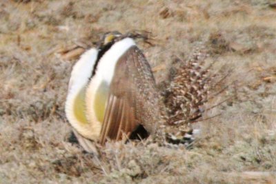 Greater Sage-Grouse (male displaying)