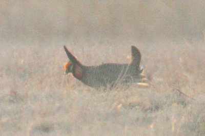 Lesser Prairie-Chicken (male displaying)