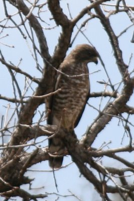 Broad-winged Hawk (light adult)