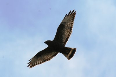 Broad-winged Hawk (dark adult)