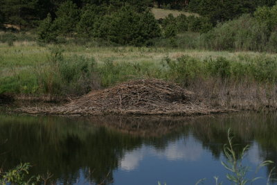 Beavers have created shallow ponds with good foraging opportunities