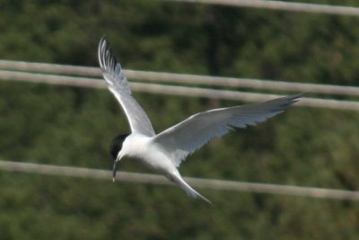 Sandwich Tern (in flight)