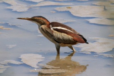 Least Bittern (adult female)