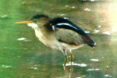 Least Bittern (adult male)