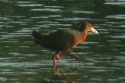 Rufous-necked Wood-Rail, New Mexico, 13 July 2013