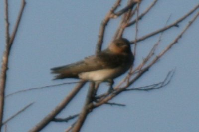 2013-07-13 06.05.07 Bird A.jpg