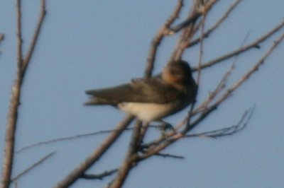 2013-07-13 06.05.10 bird A.jpg