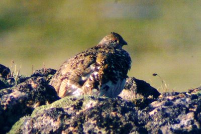 White-tailed Ptarmigan (adult male, alternate)