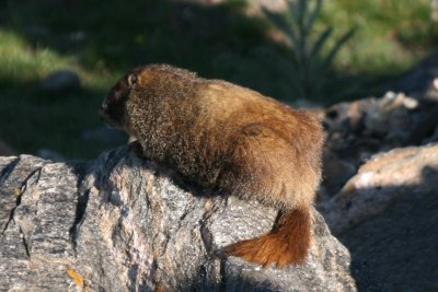 Yellow-bellied Marmot (Colorado)
