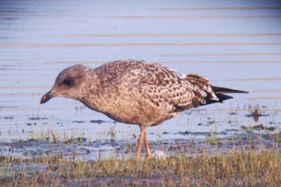 California Gull (juv)