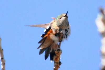Rufous Hummingbird (juv)