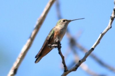 Rufous Hummingbird (female)