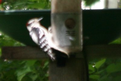  Eastern Downy Woodpecker in Fort Collins CO