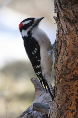 Downy Woodpecker (male Rocky Mountain race)
