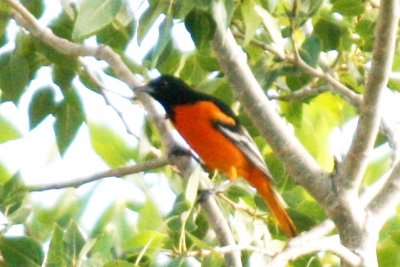 Baltimore Oriole (adult male)