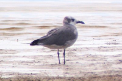 Laughing Gull (2nd cycle)