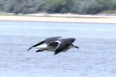 Laughing Gull (2nd cycle in flight)
