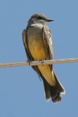 Cassin's Kingbird (adult in pre-basic molt)