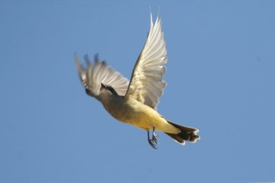 Cassin's Kingbird (adult in pre-basic molt)