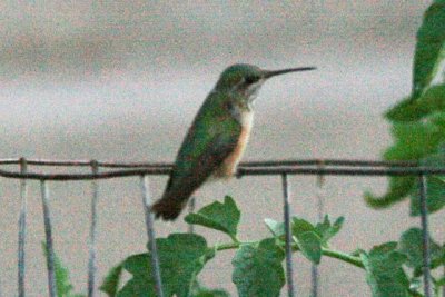 Calliope Hummingbird (juv)