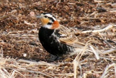 Calcariidae (Longspurs and Snow Bunting)