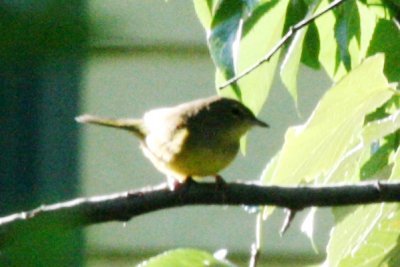 Mourning Warbler (imm female)