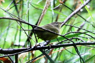 Mourning Warbler (imm female)