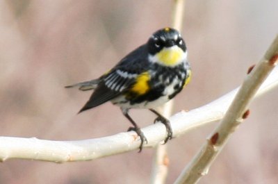 Yellow-rumped Warbler (alternate male hybrid Myrtle x Audubon's)