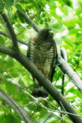 Broad-winged Hawk (adult)