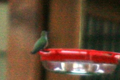 Ruby-throated Hummingbird?