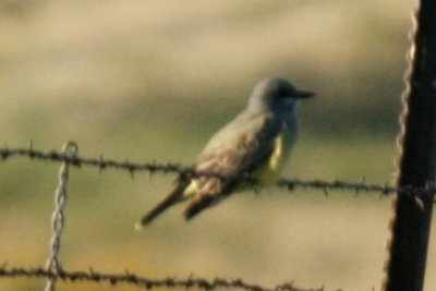 Cassin's Kingbird