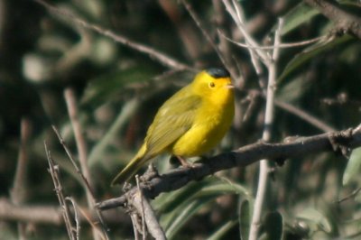 Wilson's Warbler (adult male)