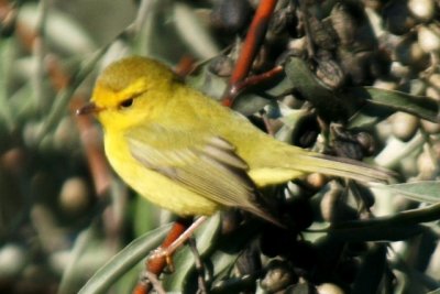 Wilson's Warbler (imm. male)