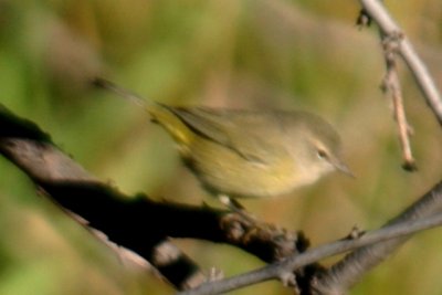 Orange-crowned Warbler (fall)