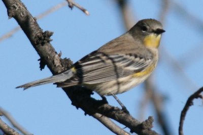 Yellow-rumped Warbler (imm. male Audubon's)