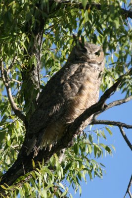 Great Horned Owl