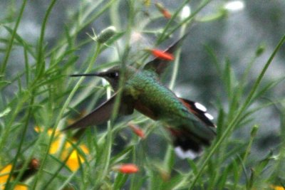 Rufous Hummingbird (juv female)