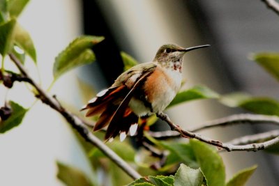 Rufous Hummingbird (fem)
