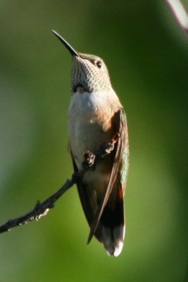 Rufous Hummingbird (ad fem)
