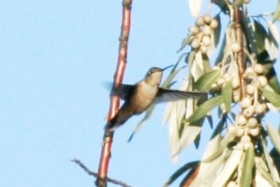 Broad-tailed Hummingbird (juv male)