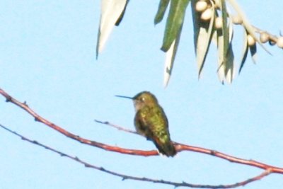 Broad-tailed Hummingbird (juv male)