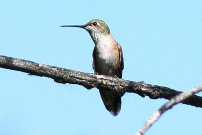 Rufous Hummingbird (juv. female)